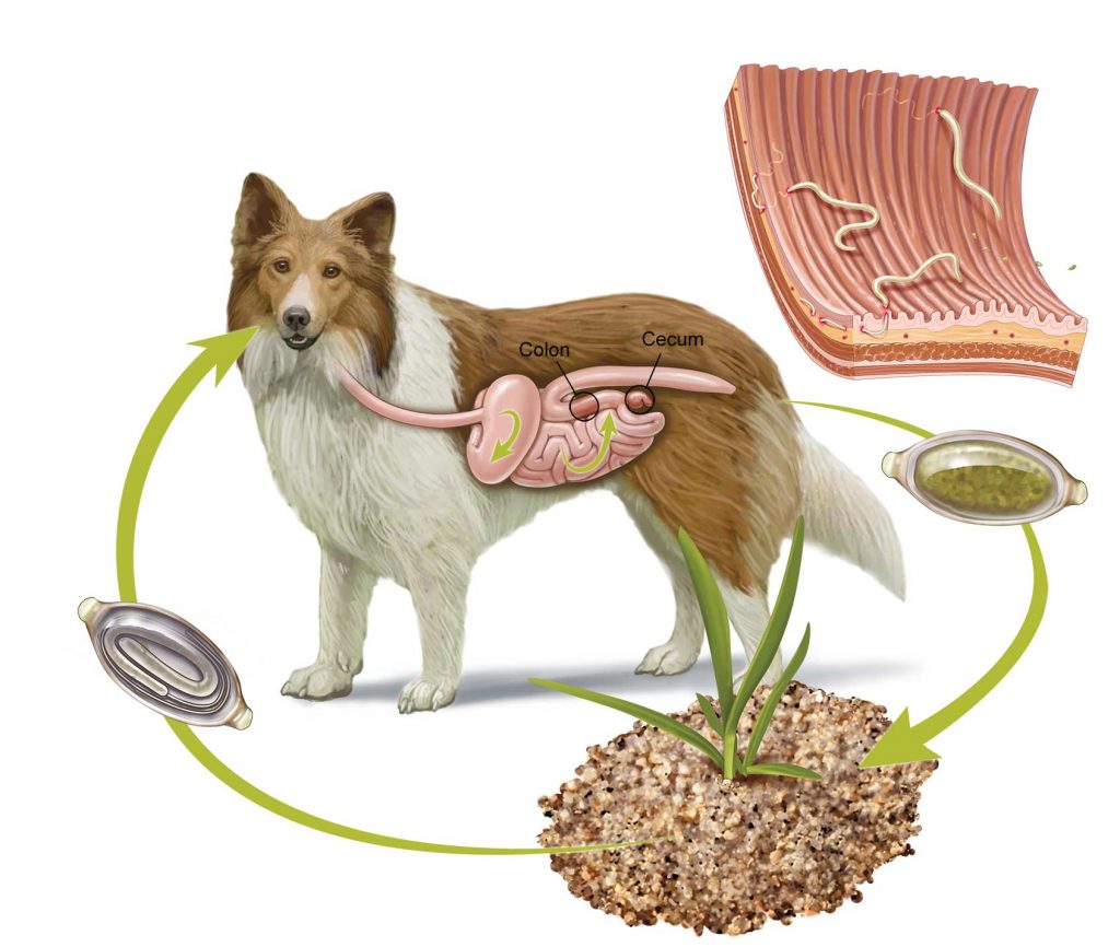 Qual o melhor vermífugo para cães
